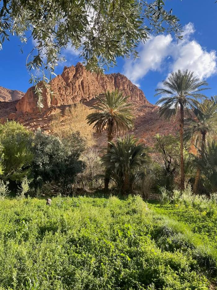 Palm trees below a red mountain